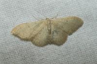 Idaea straminata