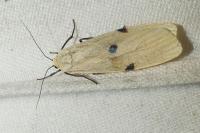 Lithosia quadra