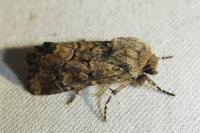 Luperina dumerilii
