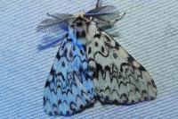 Lymantria monacha