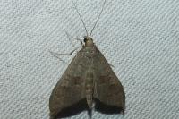 Mecyna asinalis
