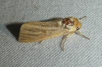 Mythimna pallens