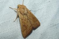 Mythimna vitellina