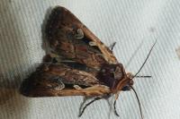 Xestia agathina
