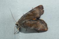 Noctua janthe/janthina