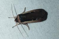 Ochropleura leucogaster