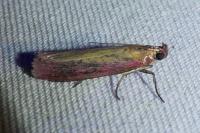 Oncocera semirubella