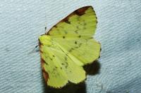 Opisthograptis luteolata