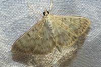 Patania ruralis