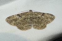 Peribatodes rhomboidaria