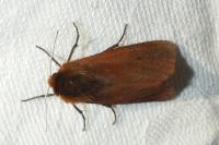 Phragmatobia fuliginosa