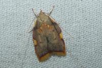 Carcina quercana