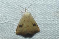 Rivula sericealis