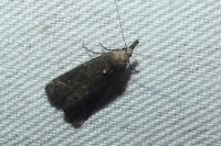 Schrankia costaestrigalis