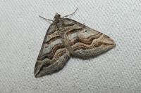 Scotopteryx peribolata