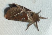 Triodia sylvina