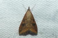 Udea ferrugalis