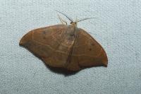 Watsonalla binaria
