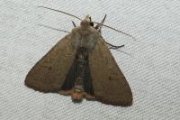 Xestia castanea