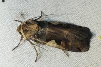 Xestia c-nigrum