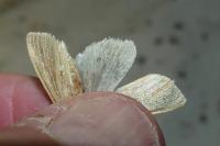Mythimna pallens