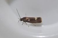 Atemelia torquatella