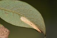 Phyllonorycter salictella