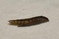 Phyllonorycter salictella
