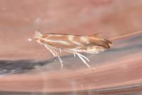 Phyllonorycter salictella