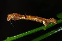 Ectropis crepuscularia