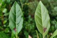 Acleris schalleriana