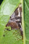 Acleris schalleriana