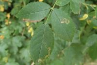 Stigmella anomalella