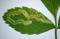 Stigmella anomalella