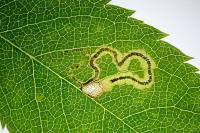 Stigmella anomalella