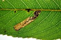 Stigmella obliquella