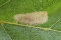 Phyllonorycter platani
