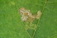 Stigmella tiliae