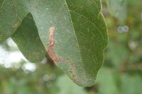 Stigmella aceris