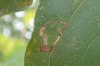 Stigmella aceris