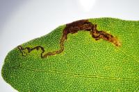 Stigmella aceris
