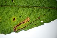 Stigmella salicis