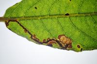 Stigmella salicis