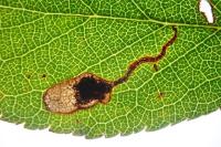 Stigmella plagicolella