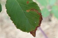 Stigmella aurella