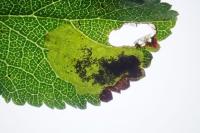Ectoedemia spinosella