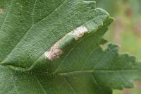 Phyllonorycter schreberella