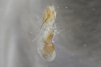 Eupithecia virgaureata
