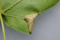 Phyllonorycter acerifoliella