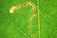 Stigmella betulicola